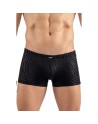 Boxer noir  gold Zebra 